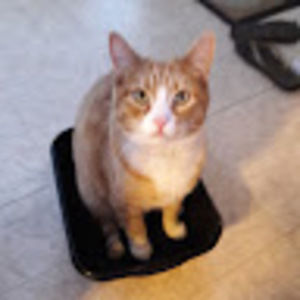 Meet your Posher, Du